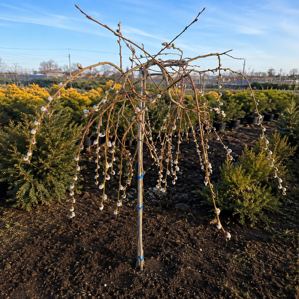Верба козяча Kілмарнок (Salix caprea Kilmarnock) PA 60-70 см, С7,5