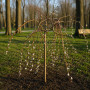 Верба козяча Kілмарнок (Salix caprea Kilmarnock) PA 60-70 см, С7,5