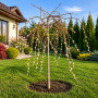 Верба козяча Kілмарнок (Salix caprea Kilmarnock) PA 60-70 см, С7,5