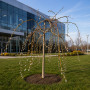 Верба козяча Kілмарнок (Salix caprea Kilmarnock) PA 60-70 см, С7,5