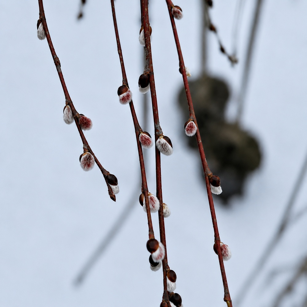 Верба козяча Kілмарнок (Salix caprea Kilmarnock) PA 60-70 см, С7,5