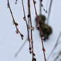 Верба козяча Kілмарнок (Salix caprea Kilmarnock) PA 60-70 см, С7,5