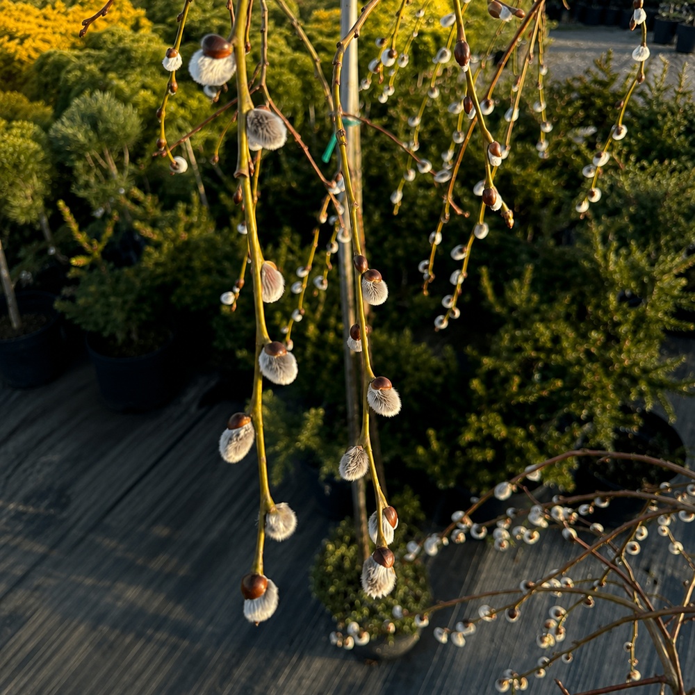 Верба козяча Kілмарнок (Salix caprea Kilmarnock) PA 60-70 см, С7,5