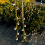 Верба козяча Kілмарнок (Salix caprea Kilmarnock) PA 60-70 см, С7,5