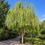 Верба вавилонська Тортуоза (Salix babylonica Tortuosa) 14-16 см, 400 см, С55