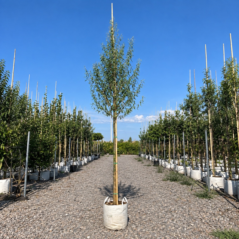 Верба вавилонська Тортуоза (Salix babylonica Tortuosa) 14-16 см, 400 см, С55