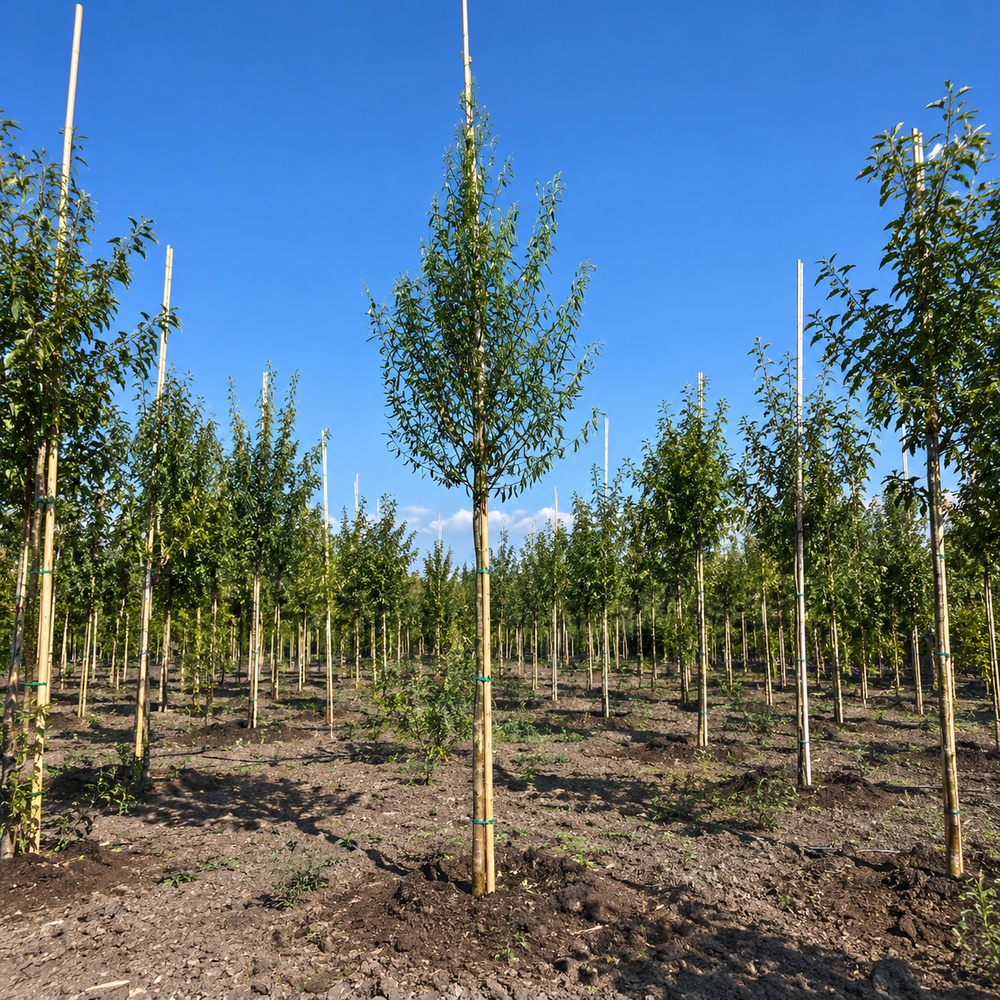 Верба вавилонська Тортуоза (Salix babylonica Tortuosa) 14-16 см, 400 см, С55