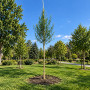 Верба вавилонська Тортуоза (Salix babylonica Tortuosa) 14-16 см, 400 см, С55