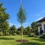 Верба вавилонська Тортуоза (Salix babylonica Tortuosa) 14-16 см, 400 см, С55