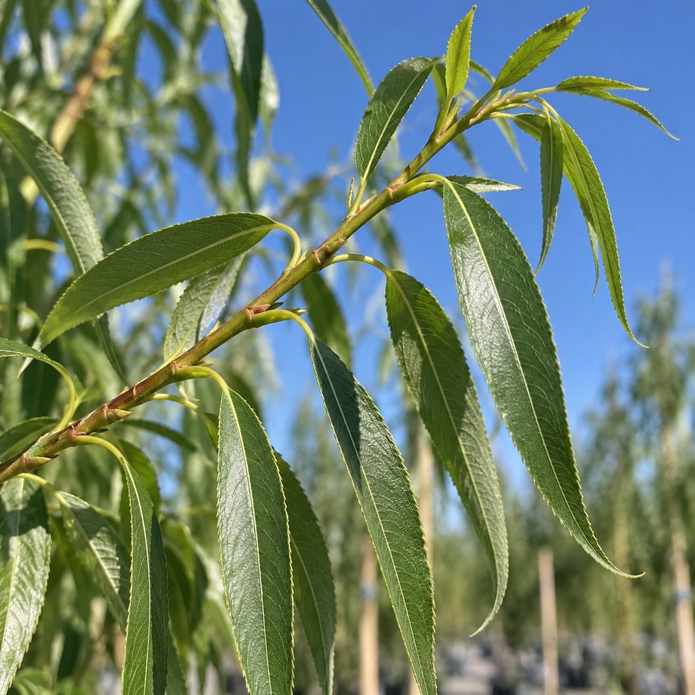 Верба вавилонська Тортуоза (Salix babylonica Tortuosa) 14-16 см, 400 см, С55