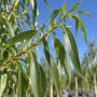 Верба вавилонська Тортуоза (Salix babylonica Tortuosa) 14-16 см, 400 см, С55