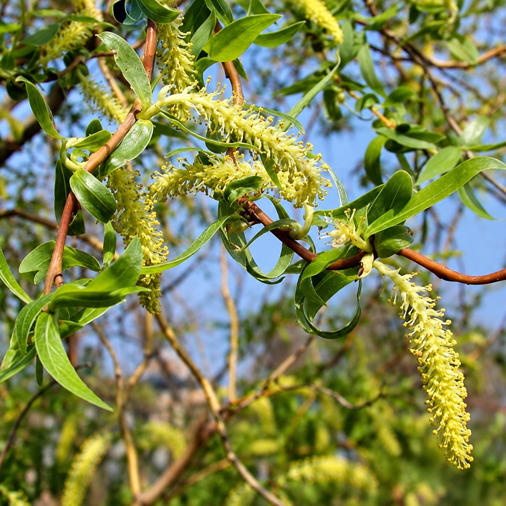 Верба вавилонська Тортуоза (Salix babylonica Tortuosa) 14-16 см, 400 см, С55