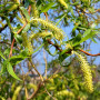 Верба вавилонська Тортуоза (Salix babylonica Tortuosa) 14-16 см, 400 см, С55