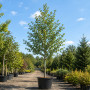 Вільха чорна (Alnus glutinosa) 18-20 см, 550 см, WRB