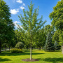 Вільха чорна (Alnus glutinosa) 18-20 см, 550 см, WRB