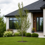 Вільха чорна (Alnus glutinosa) 18-20 см, 550 см, WRB