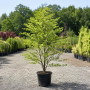 Вільха сіра (Alnus incana) 20-25 см, 550 см, WRB