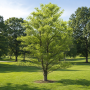 Вільха сіра (Alnus incana) 20-25 см, 550 см, WRB