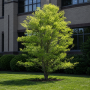 Вільха сіра (Alnus incana) 20-25 см, 550 см, WRB