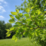 Вільха сіра (Alnus incana) 20-25 см, 550 см, WRB