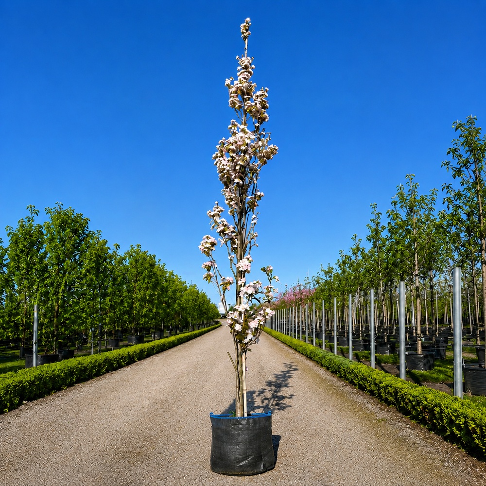 Вишня дрібнопильчата Aманогава (Prunus serrulata Amanogawa) 12-14 см, 350 см, С79