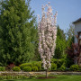 Вишня дрібнопильчата Aманогава (Prunus serrulata Amanogawa) 12-14 см, 350 см, С79