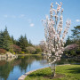 Вишня дрібнопильчата Aманогава (Prunus serrulata Amanogawa) 12-14 см, 350 см, С79