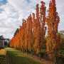 Вишня дрібнопильчата Aманогава (Prunus serrulata Amanogawa) 12-14 см, 350 см, С79