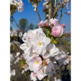 Вишня дрібнопильчата Aманогава (Prunus serrulata Amanogawa) 12-14 см, 350 см, С79