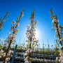 Вишня дрібнопильчата Aманогава (Prunus serrulata Amanogawa) 12-14 см, 350 см, С79