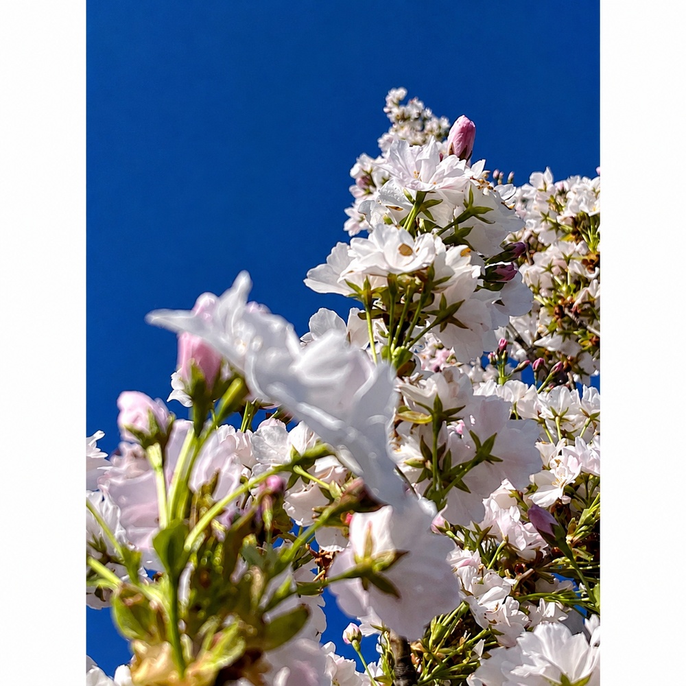 Вишня дрібнопильчата Aманогава (Prunus serrulata Amanogawa) 12-14 см, 350 см, С79