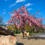 Вишня дрібнопильчата Кіку Шидаре (Prunus serrulata Kiku Shidare) 18-20 см, Ра 220 см, С79