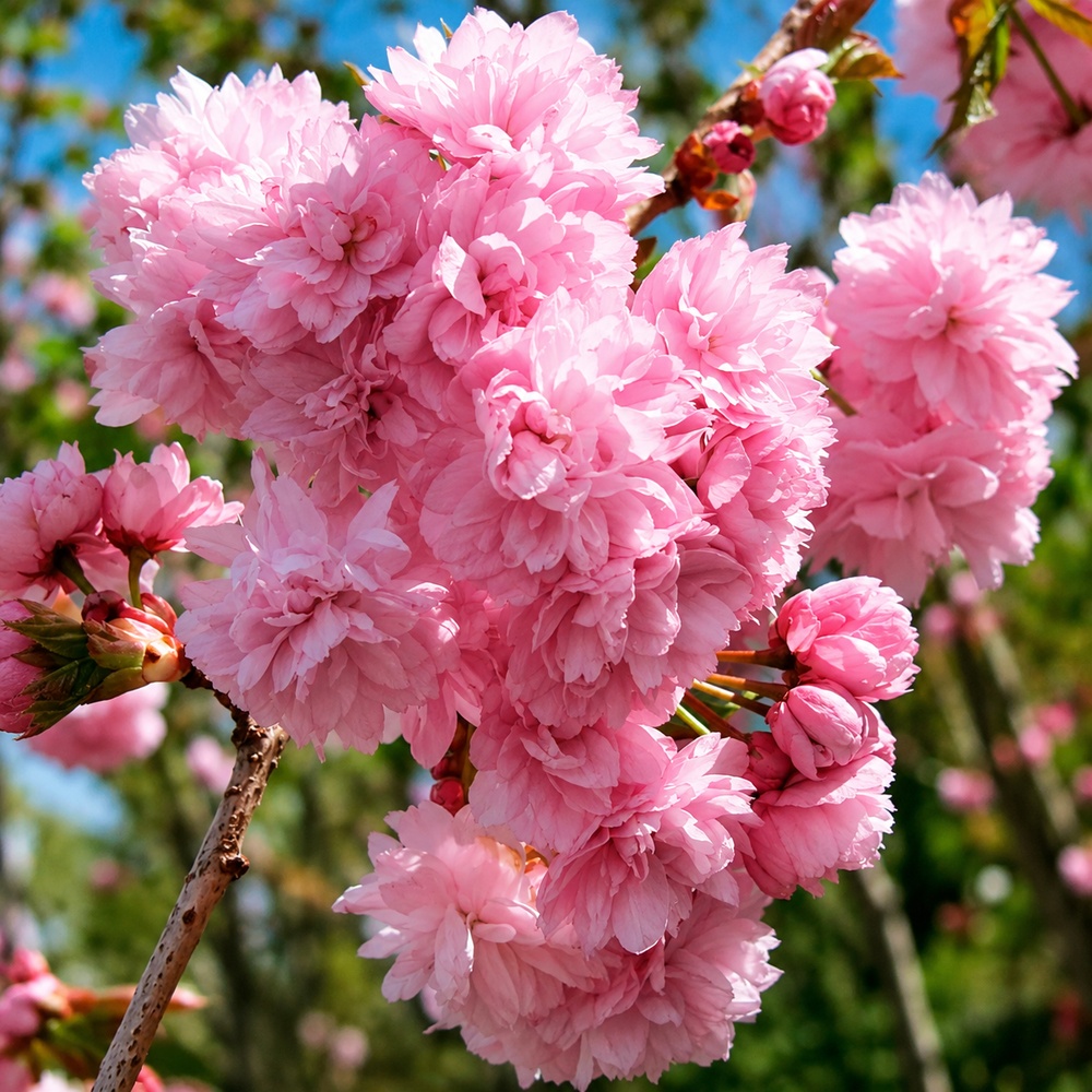Вишня дрібнопильчата Кіку Шидаре (Prunus serrulata Kiku Shidare) 18-20 см, Ра 220 см, С79