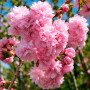 Вишня дрібнопильчата Кіку Шидаре (Prunus serrulata Kiku Shidare) 18-20 см, Ра 220 см, С79