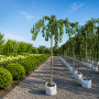 Вишня дрібнопильчата Кіку Шидаре (Prunus serrulata Kiku Shidare) 6-8 см, 350 см, С38