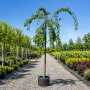 Вишня дрібнопильчата Кіку Шидаре (Prunus serrulata Kiku Shidare) 20-25 см, Ра 220 см, С79