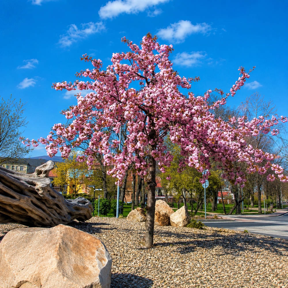 Вишня дрібнопильчата Кіку Шидаре (Prunus serrulata Kiku Shidare) 20-25 см, Ра 220 см, С79