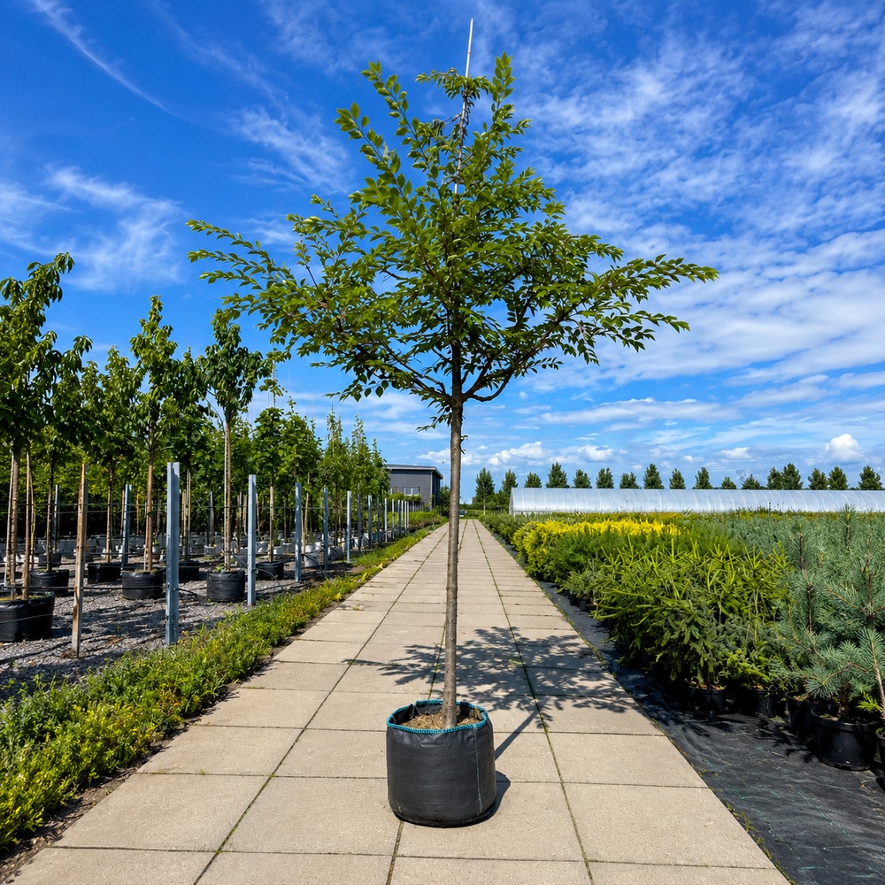 Вишня кошлата Аутумналіс Розеа (Prunus Subhirtella Autumnalis Rosea) 14-16 см, 350 см, С79