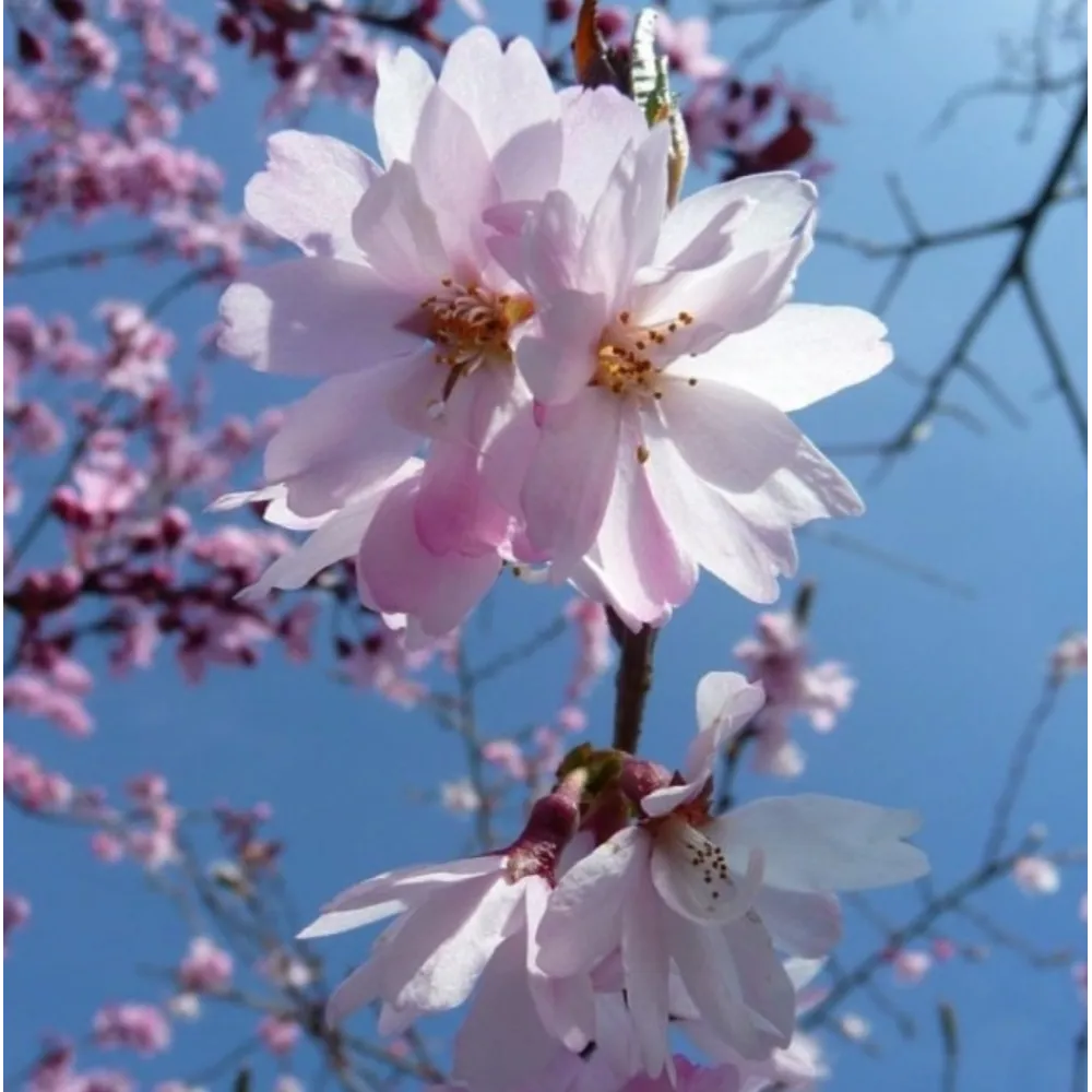 Вишня кошлата Аутумналіс Розеа (Prunus Subhirtella Autumnalis Rosea) 14-16 см, 350 см, С79