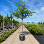 Вишня кошлата Аутумналіс Розеа (Prunus Subhirtella Autumnalis Rosea) 16-18 см, Ра 220 см, С45