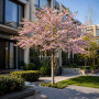 Вишня кошлата Аутумналіс Розеа (Prunus Subhirtella Autumnalis Rosea) 16-18 см, Ра 220 см, С45