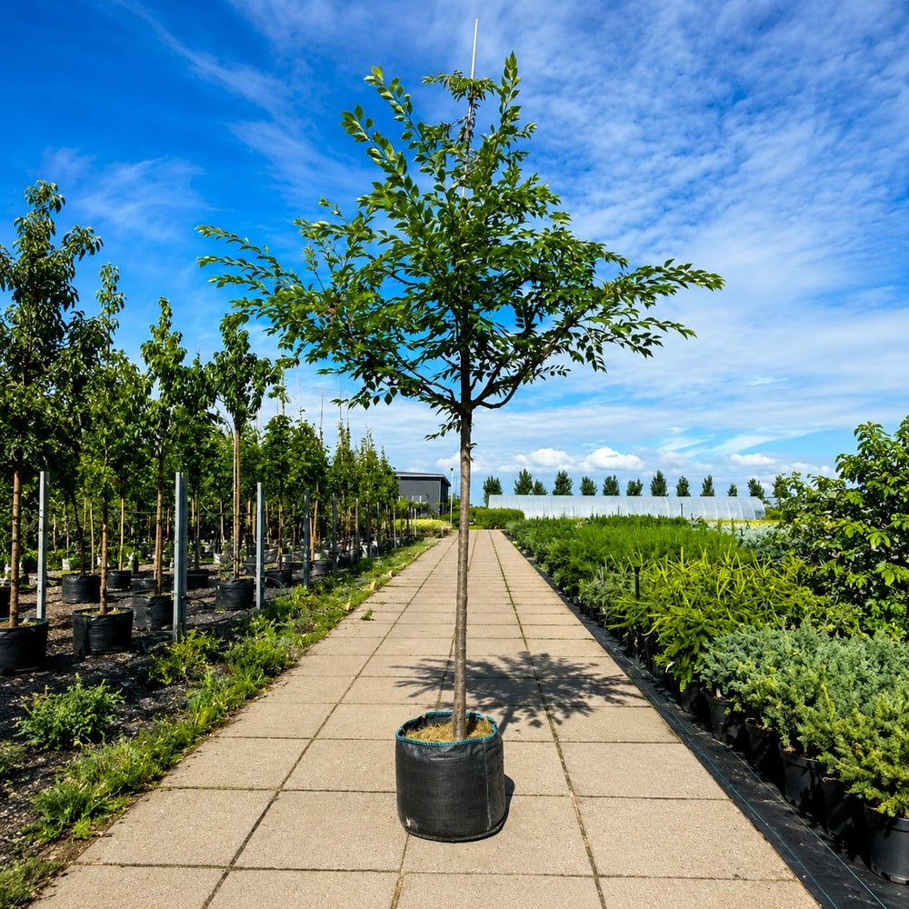 Вишня кошлата Аутумналіс Розеа (Prunus Subhirtella Autumnalis Rosea) 18-20 см, Ра 220 см, С45