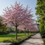 Вишня кошлата Аутумналіс Розеа (Prunus Subhirtella Autumnalis Rosea) 18-20 см, Ра 220 см, С45