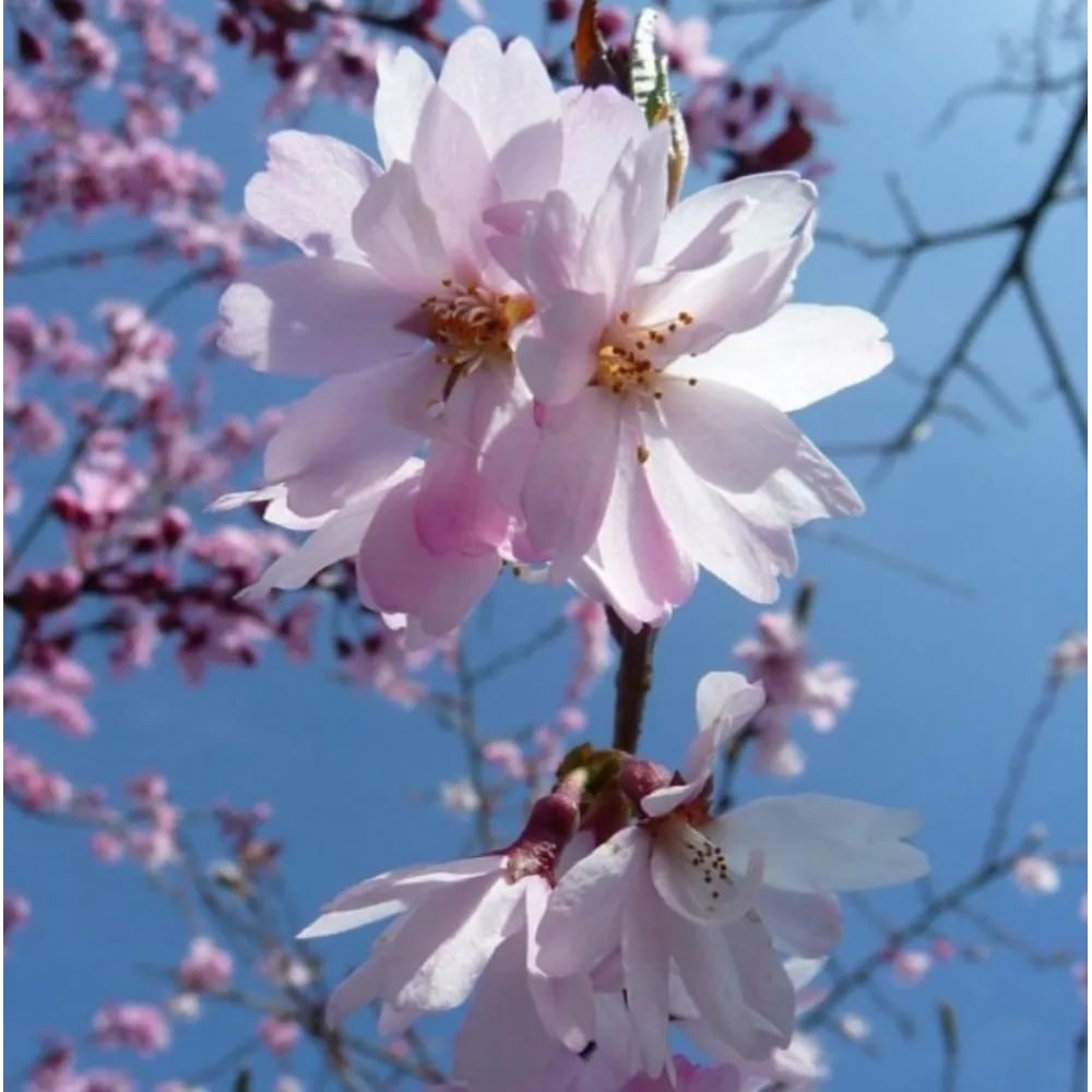 Вишня кошлата Аутумналіс Розеа (Prunus Subhirtella Autumnalis Rosea) 18-20 см, Ра 220 см, С45