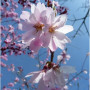 Вишня кошлата Аутумналіс Розеа (Prunus Subhirtella Autumnalis Rosea) 18-20 см, Ра 220 см, С45