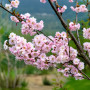Вишня кошлата Аутумналіс Розеа (Prunus Subhirtella Autumnalis Rosea) 20-25 см, 400 см, WRB