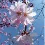 Вишня кошлата Аутумналіс Розеа (Prunus Subhirtella Autumnalis Rosea) 20-25 см, 400 см, WRB