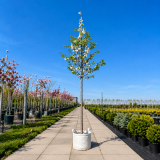 Вишня пташина махроквіткова Плена (Prunus avium Plena) 18-20 см, 400 см, С79