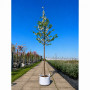 Вишня пташина махроквіткова Плена (Prunus avium Plena) 14-16 см, 350 см, С55