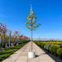Вишня пташина махроквіткова Плена (Prunus avium Plena) 18-20 см, 400 см, С79